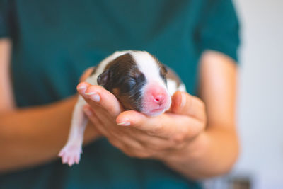 Midsection of woman holding puppy