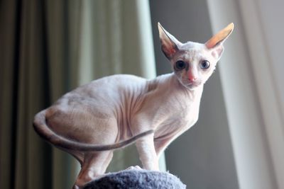 Close-up of cornish rex kitten 