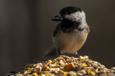 A black-capped chickadee foraging for food. poecile atricapillus