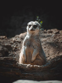 Portrait of lion sitting on rock