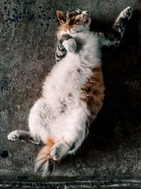 High angle view of cat resting