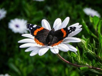 Close-up of butterfly on flower