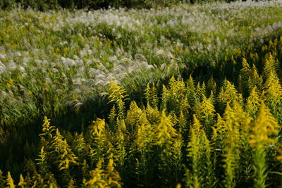 Yellow flowers growing in field