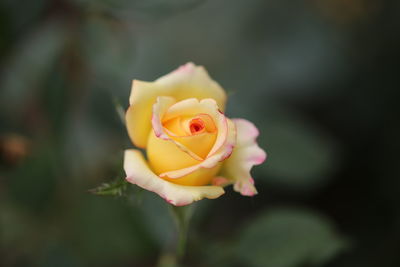 Close-up of yellow rose blooming outdoors