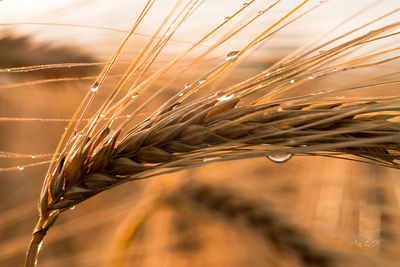 Close-up of wheat growing on field against sky