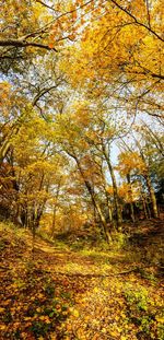 Trees in forest during autumn