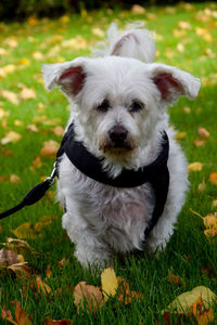 Close-up of dog looking away on field