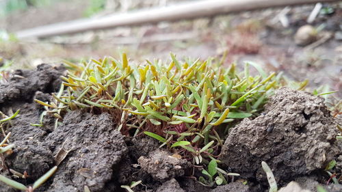 Close-up of plants