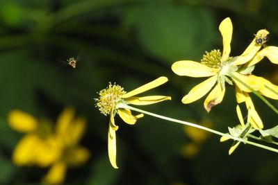 Close-up of insect on yellow flower
