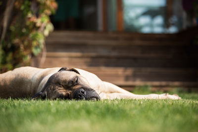 Dog sitting on grass