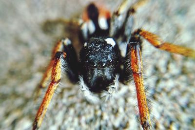 Close-up of spider on web