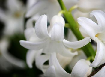 Close-up of white flowers