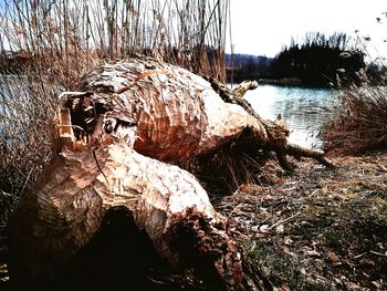 Dead tree by river against sky