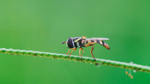 Close-up of insect on leaf