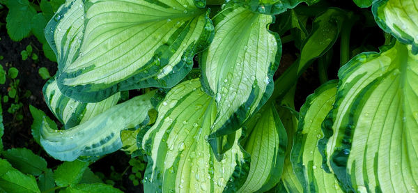 A hosta flower with green leaves grows in a flower bed in the city garden