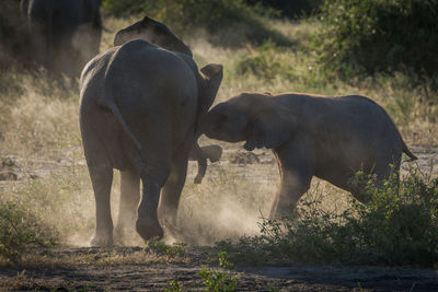 Elephant calf playing with its mother