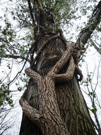 Low angle view of tree trunk in forest