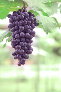 Close-up of grapes growing in vineyard