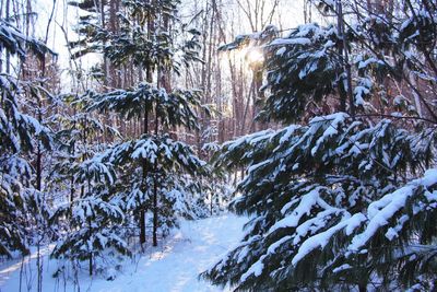 Scenic view of snow covered landscape