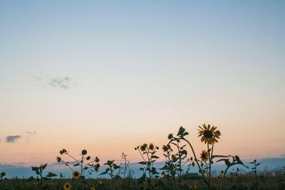 Plants and trees against sky during sunset