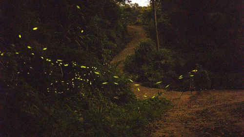 Plants growing at night