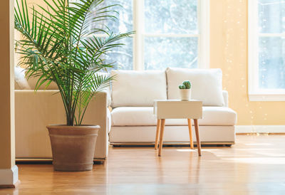 Potted plant on table at home