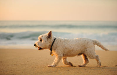 Dog on beach against sky during sunset