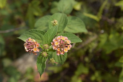 Close-up of pink flowering plant