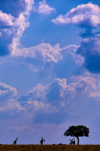 Low angle view of trees on field against sky