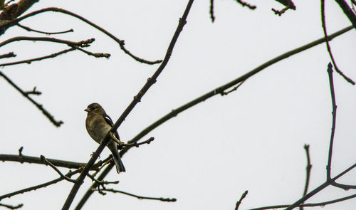 Low angle view of bird perching on branch against clear sky