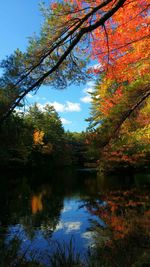 Reflection of trees in water