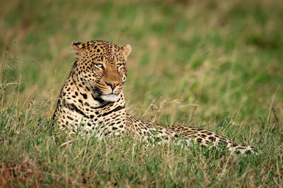 Male leopard lies in grass looking down