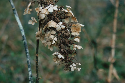 Close-up of wilted plant