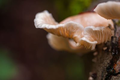 Close-up of mushrooms growing outdoors