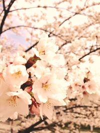 Close-up of cherry blossoms