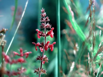 Close-up of plant growing on field