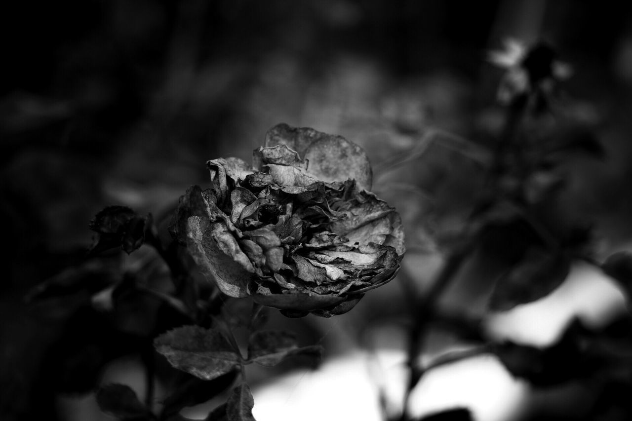 flower, petal, close-up, fragility, freshness, flower head, rose - flower, focus on foreground, growth, beauty in nature, plant, nature, selective focus, single flower, dead plant, rose, springtime, growing, outdoors, botany, in bloom, dried plant, softness, no people