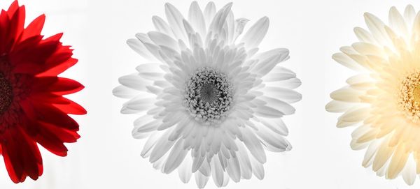 Close-up of flower against blurred background