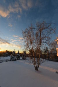 Bare trees on snow covered landscape against sky