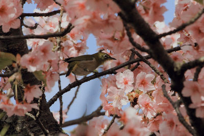 Low angle view of cherry blossoms on tree