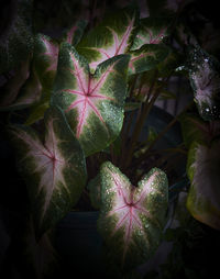 Close-up of water drops on pink leaves