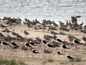 High angle view of seagulls on beach