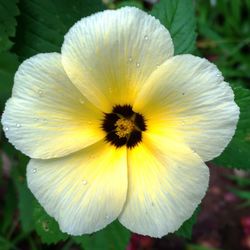 Close-up of flower blooming outdoors