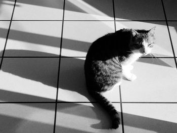 Cat lying on tiled floor
