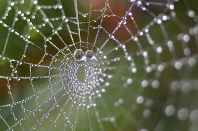 Close-up of spider on web