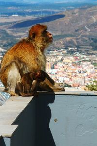 Monkey overlooking townscape