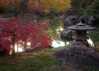 Scenic view of trees during autumn