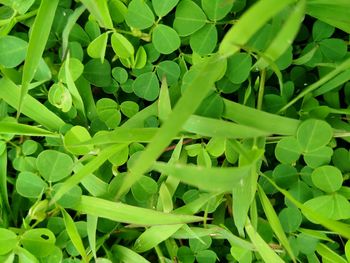 Full frame shot of green plants