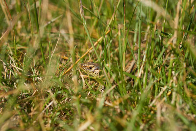View of frog on field