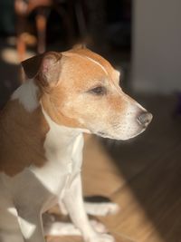 Close-up of dog looking away